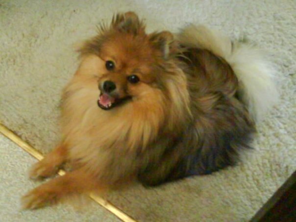 HumphreyCarpet
